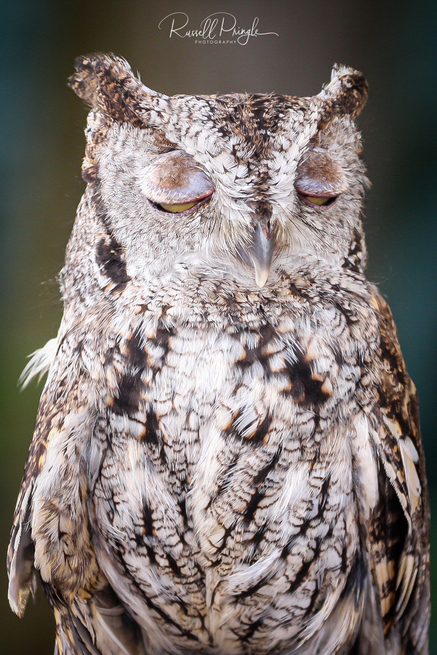 Eastern Screech Owl-Ketchican, Alaska