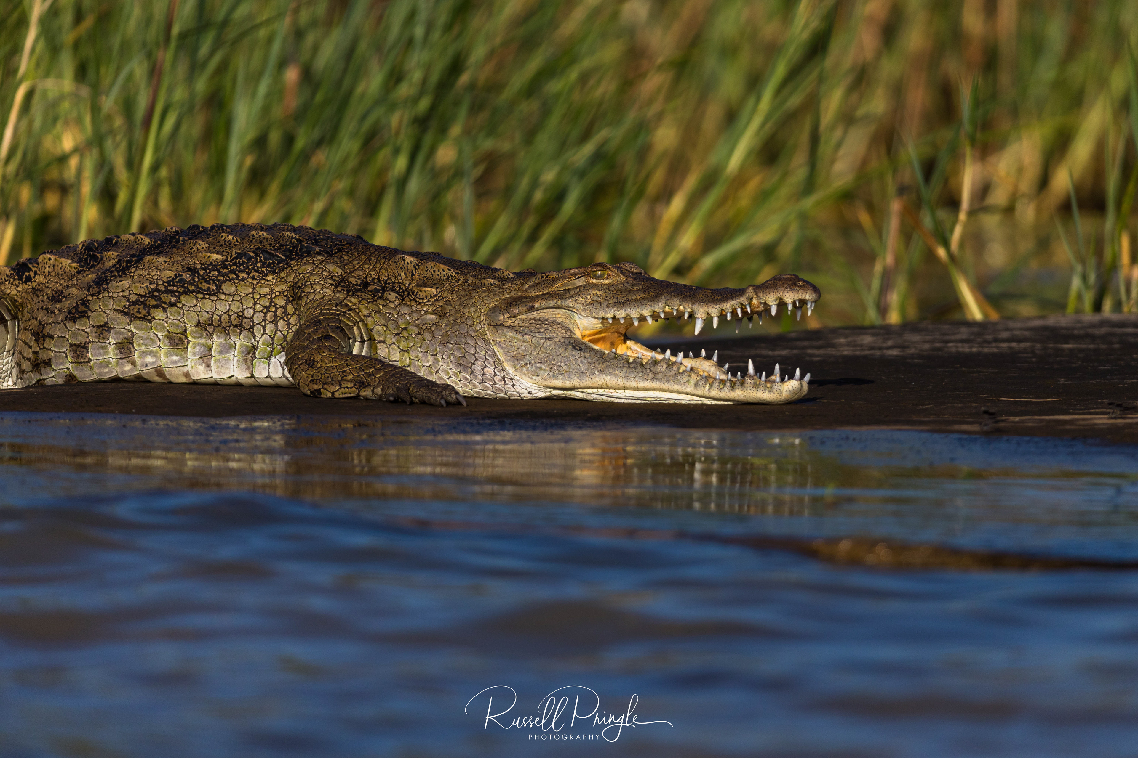 Nile Crocodile-Lake Baringo, Kenya