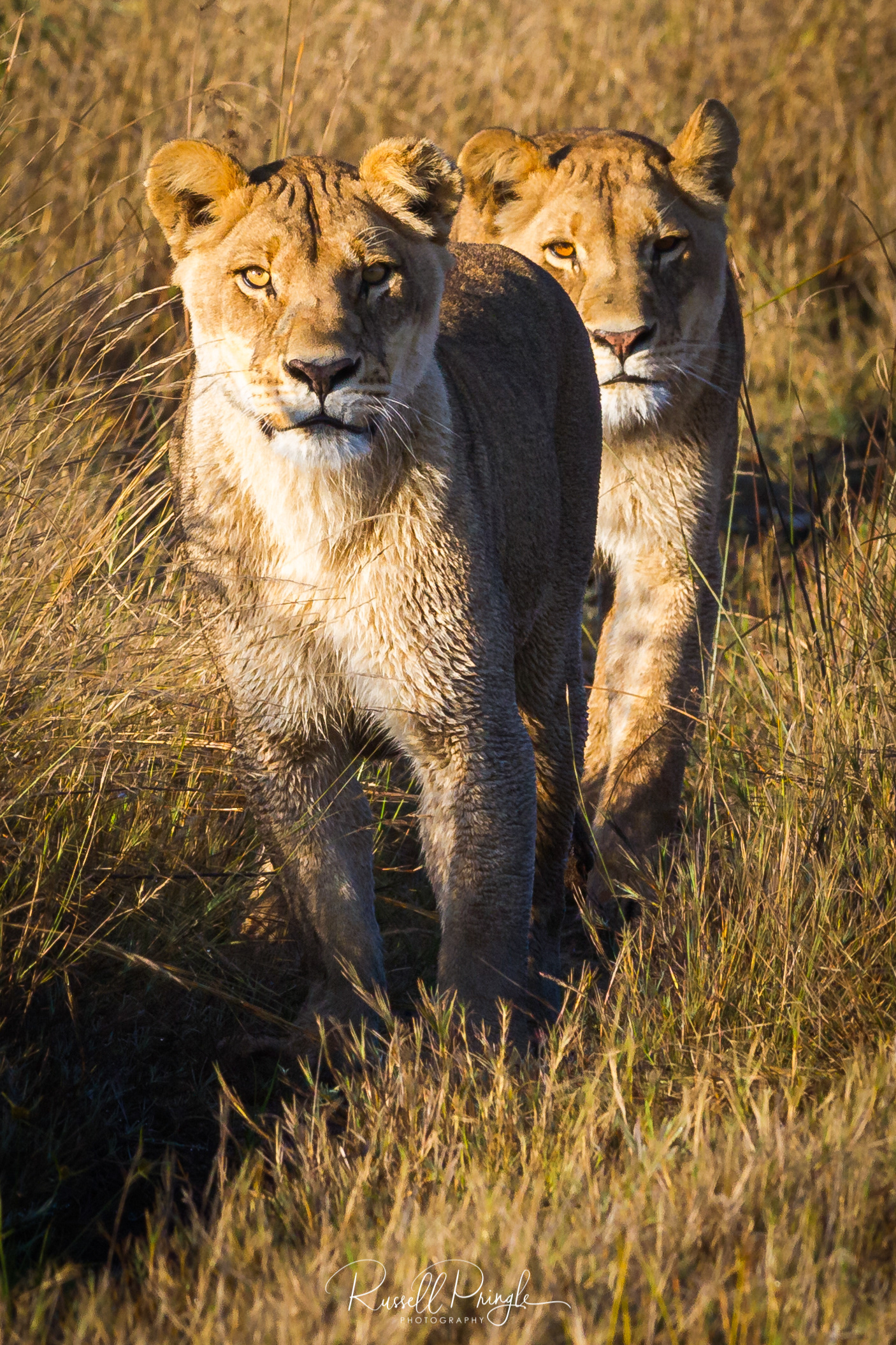 Lions-Okavango Delta, Botswana