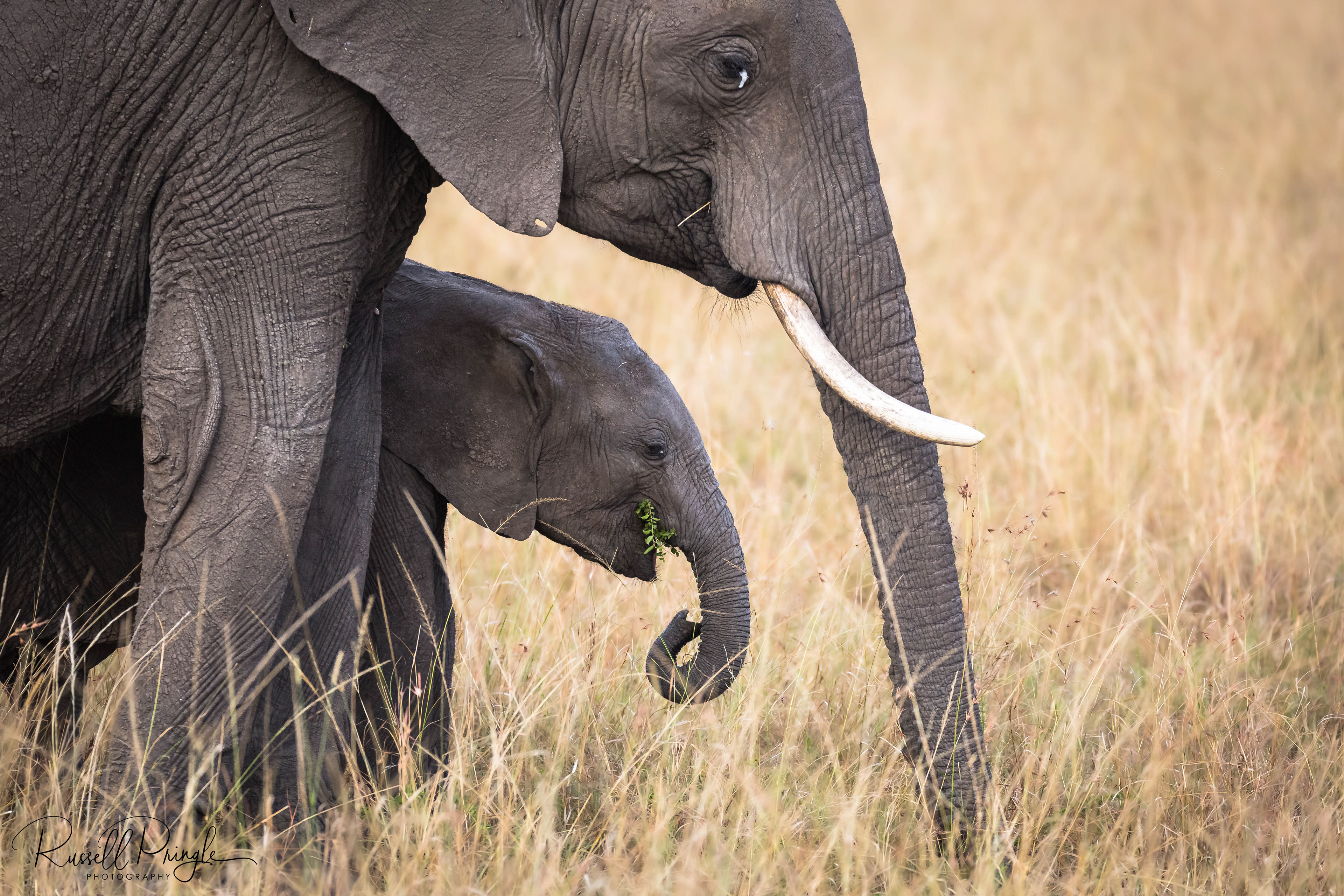 Elephants-Masai Mara, Kenya