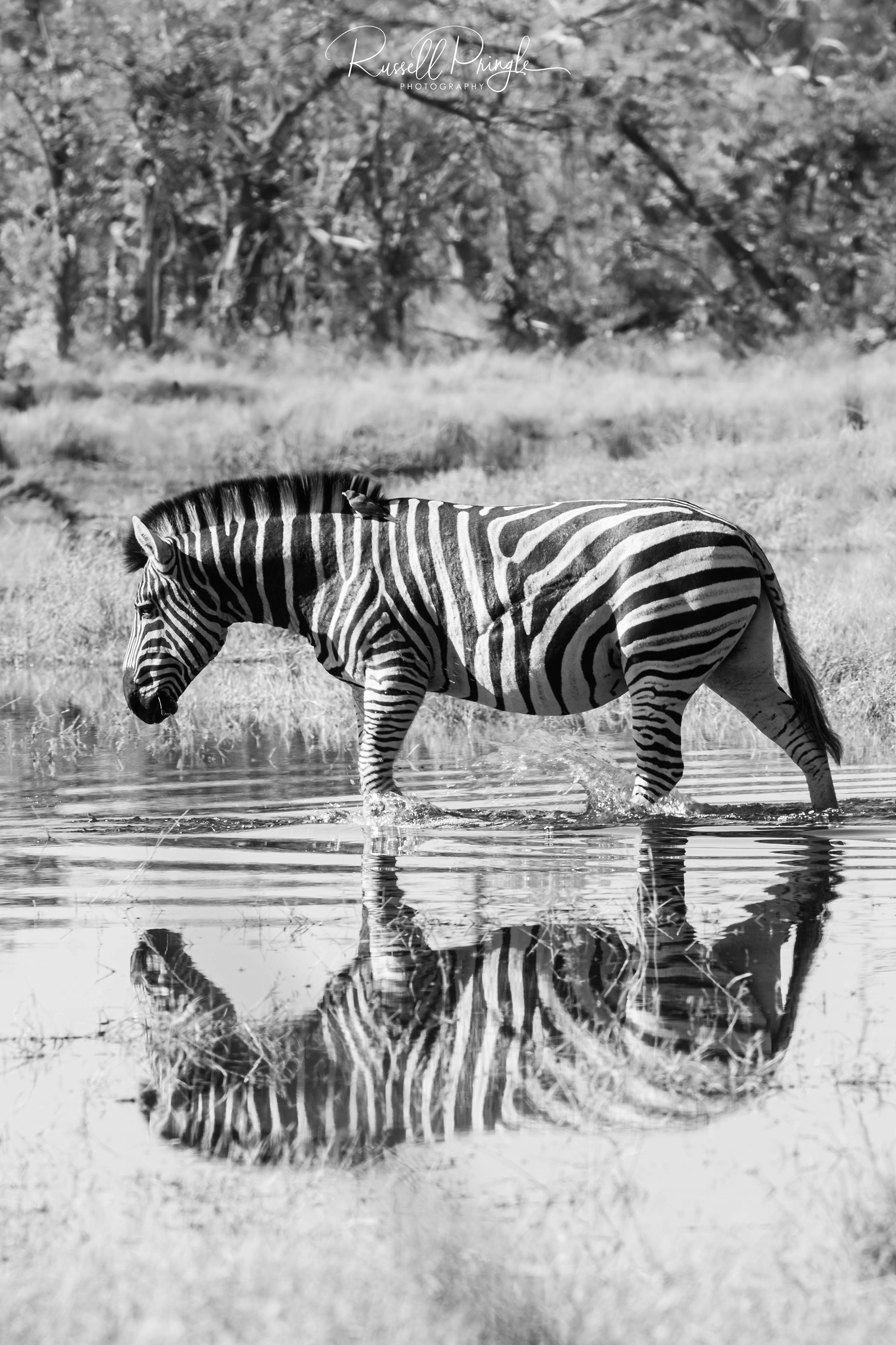Plains Zebra-Okavango Delta, Botswana
