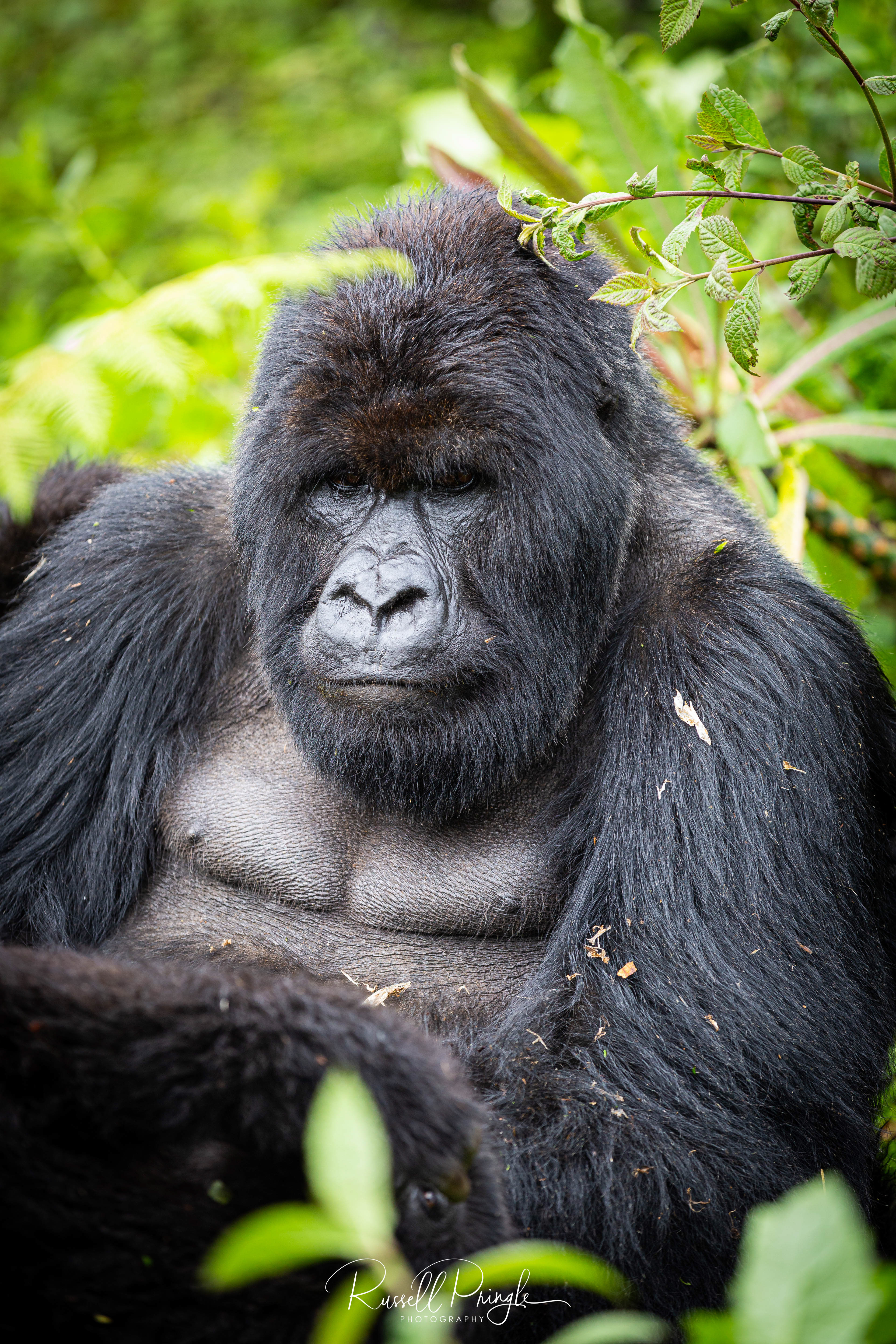 Mountain Gorilla-Volcanoes NP, Rwanda