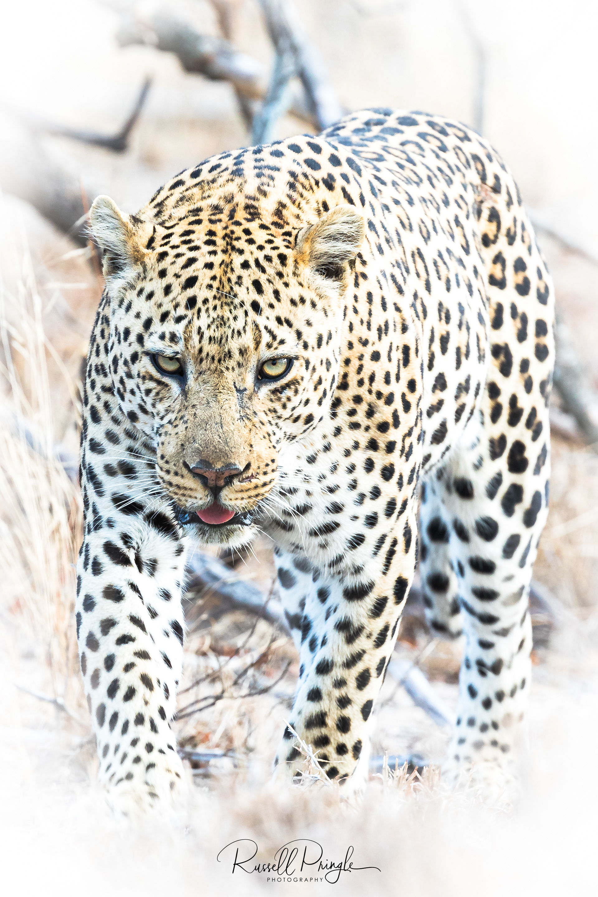 Leopard-Sabi Sands, Sth Africa