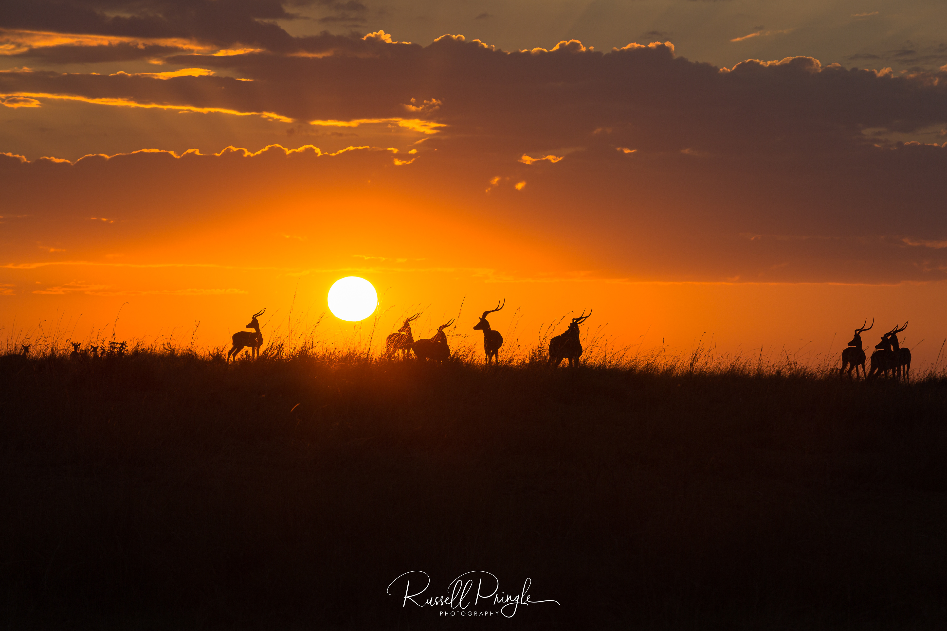 Masai Mara, Kenya