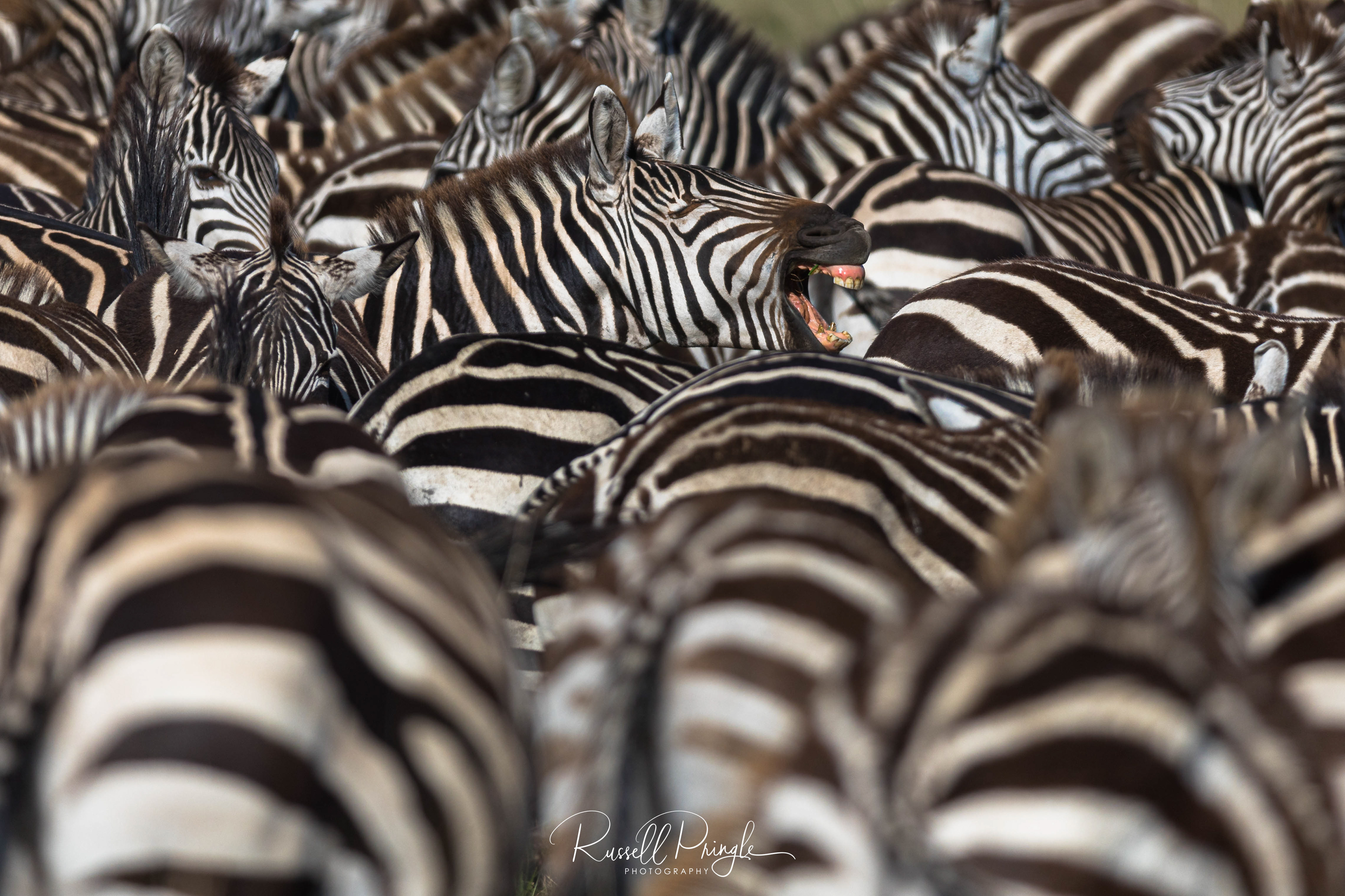 Plains Zebra-Masai Mara, Kenya