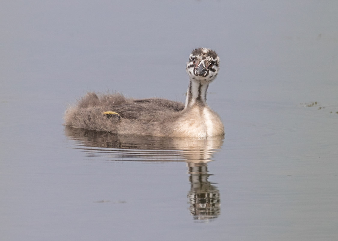 Great Crested Grebe