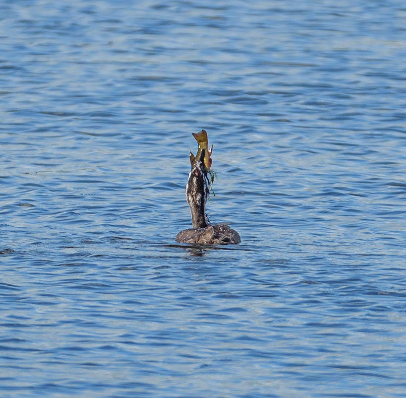 Great Crested Grebe