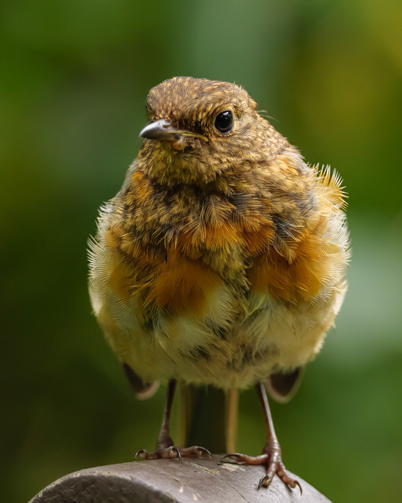 Robin