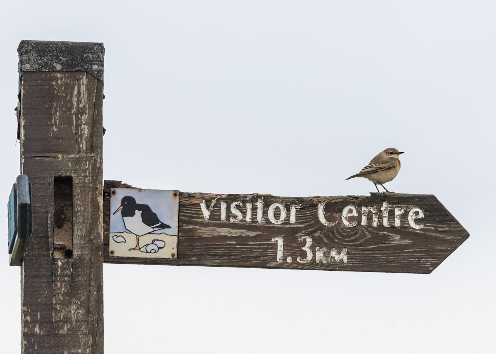 Wheatear