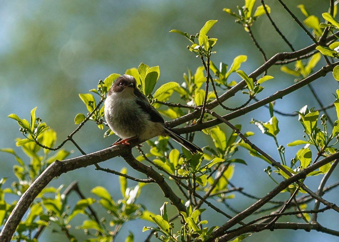 Young Long-tailed Tit