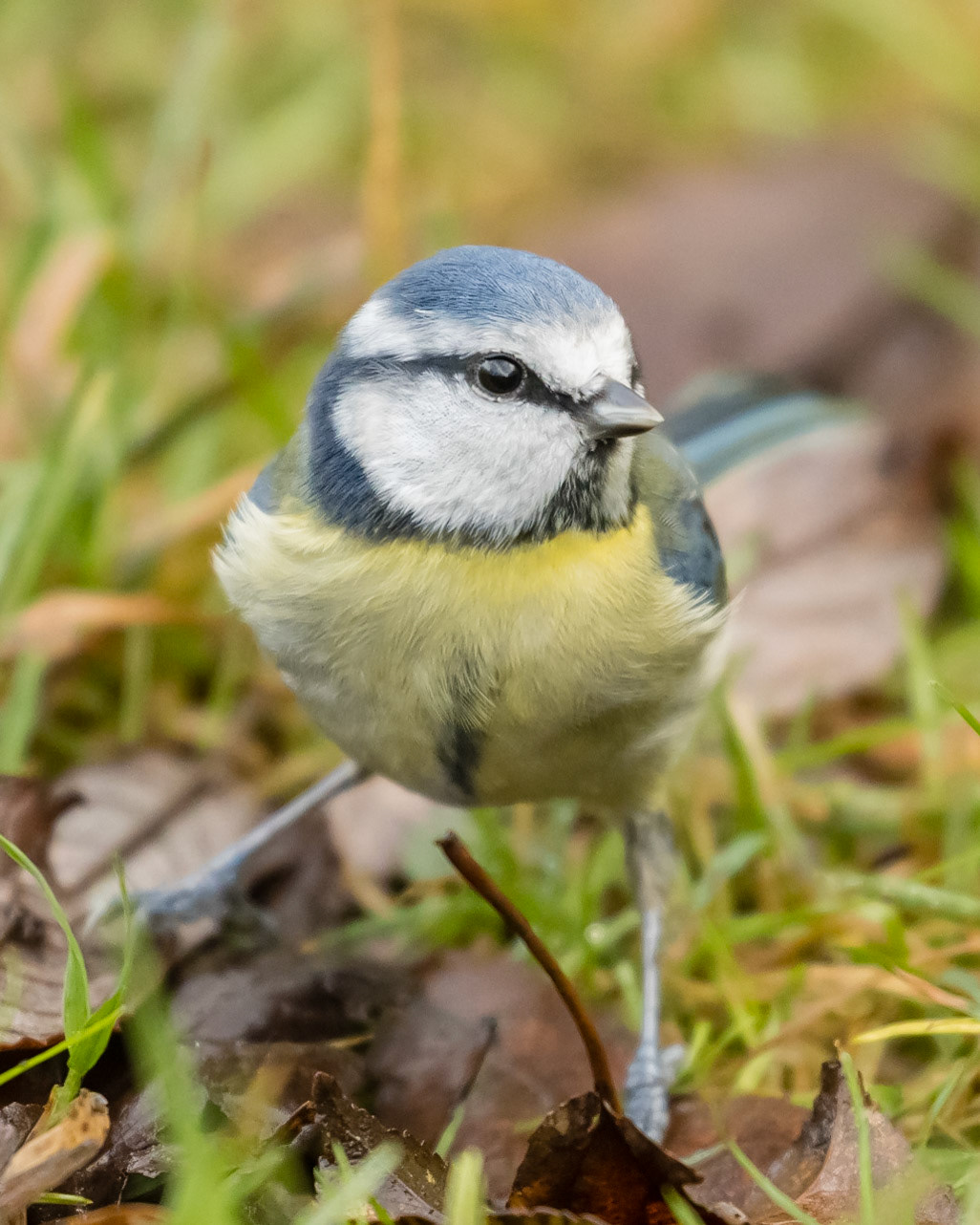 Blue Tit