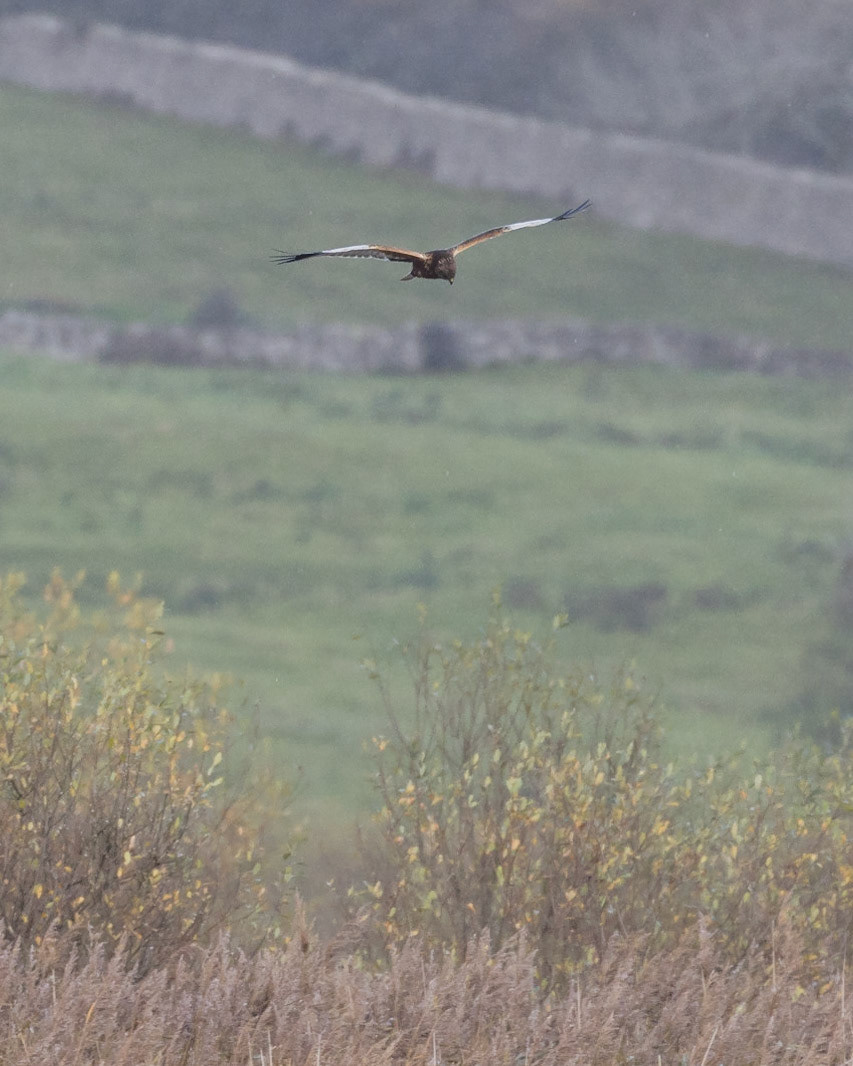 Marsh Harrier