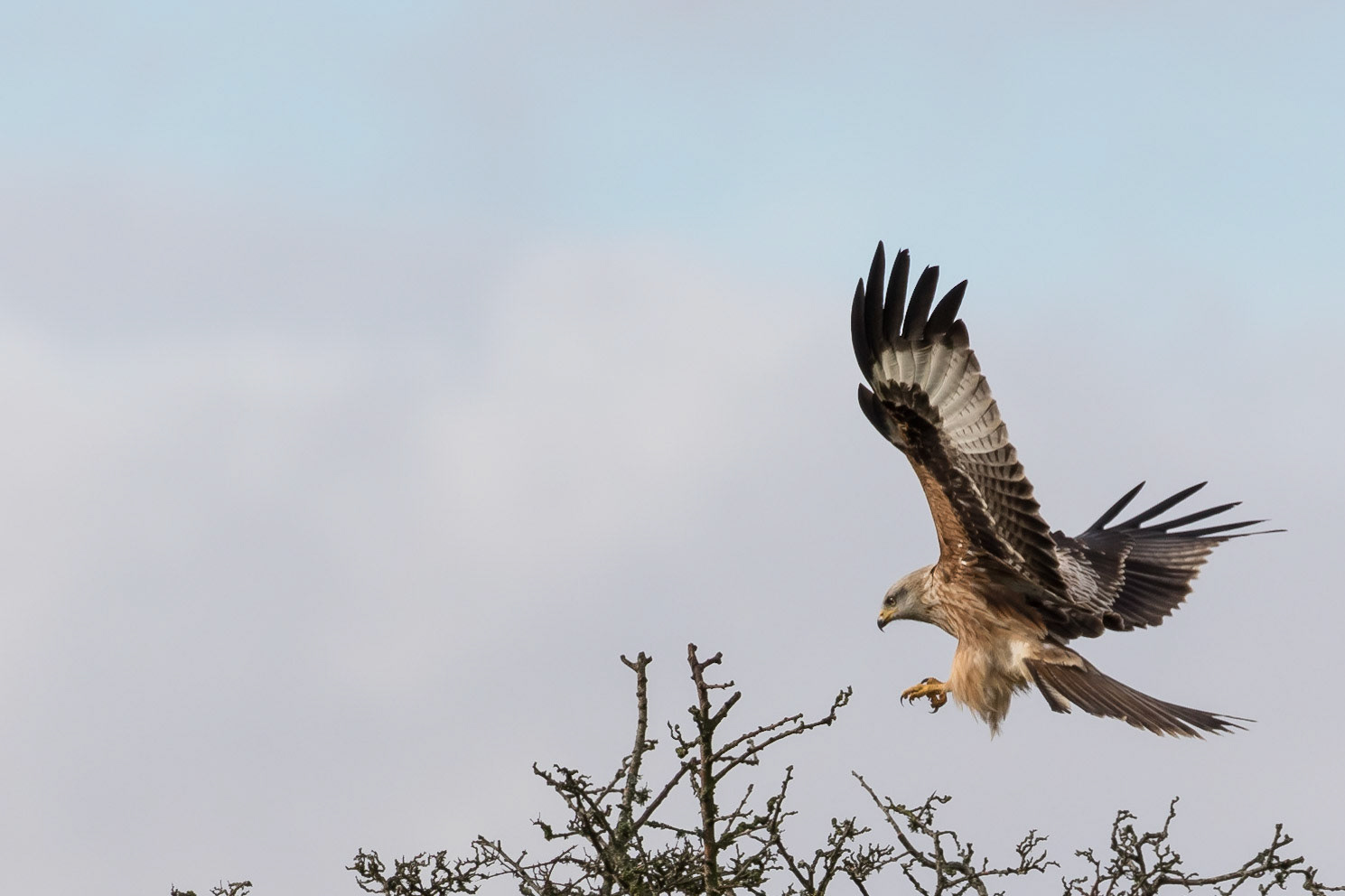 Red Kite
