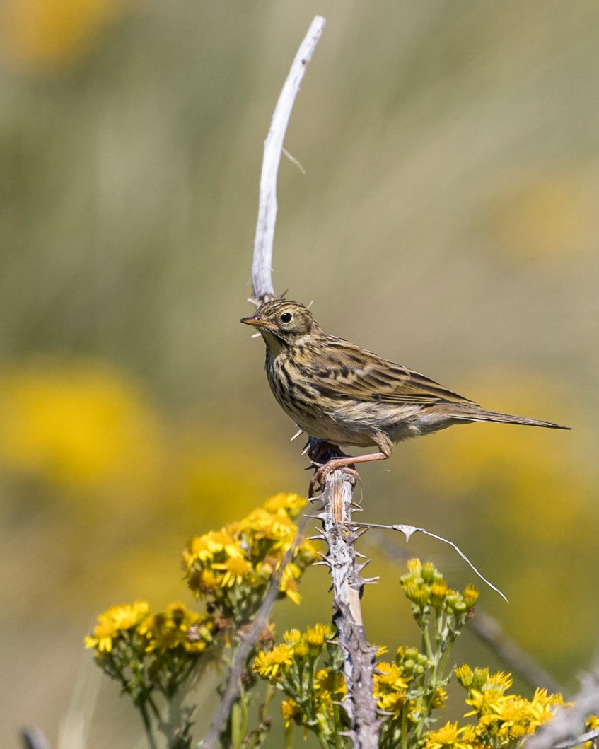 Meadow Pippit