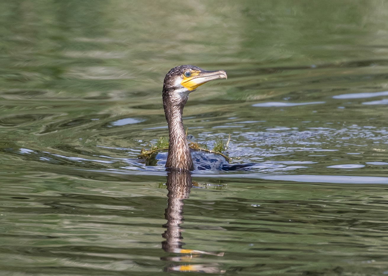 Cormorant
