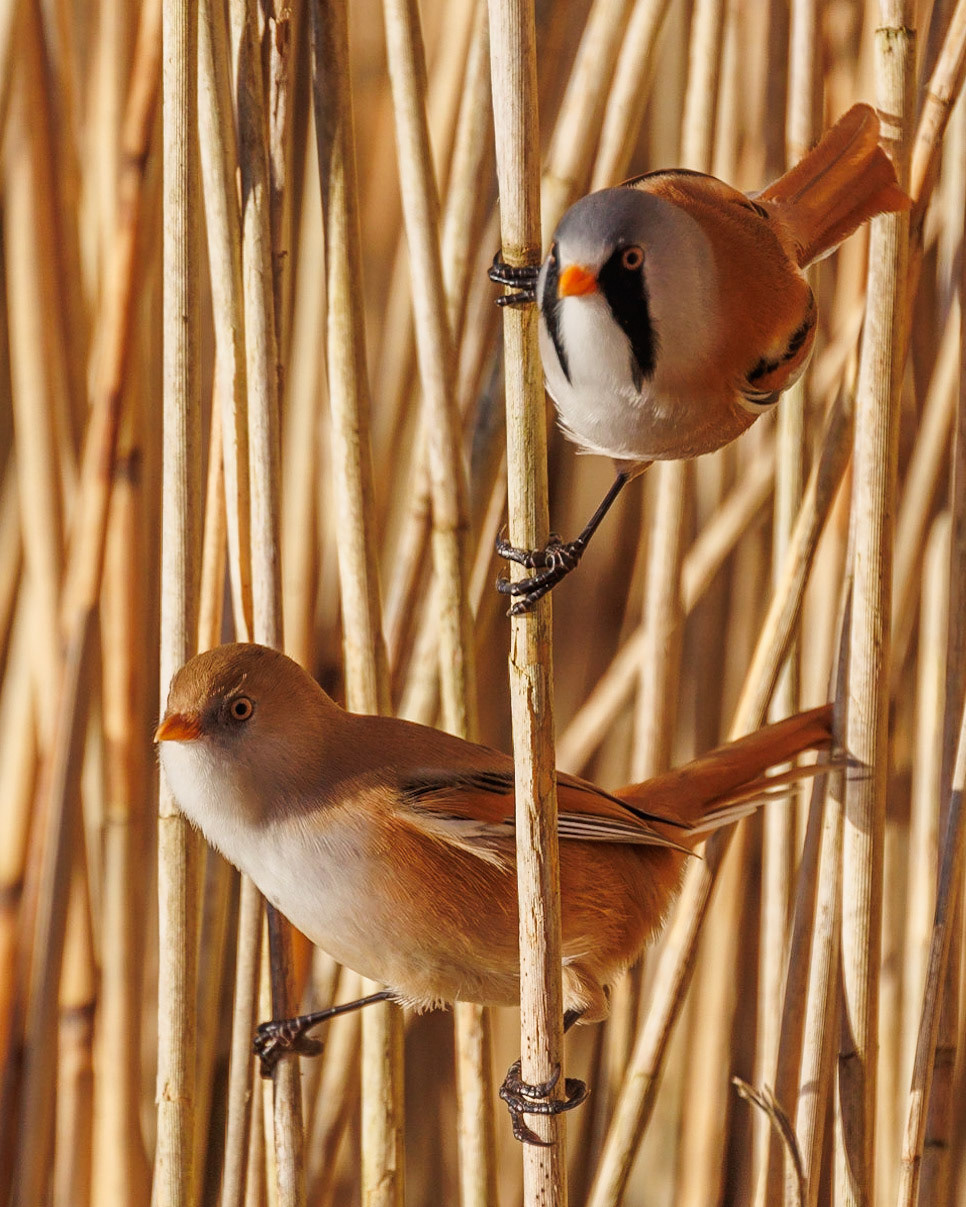 Bearded Tit