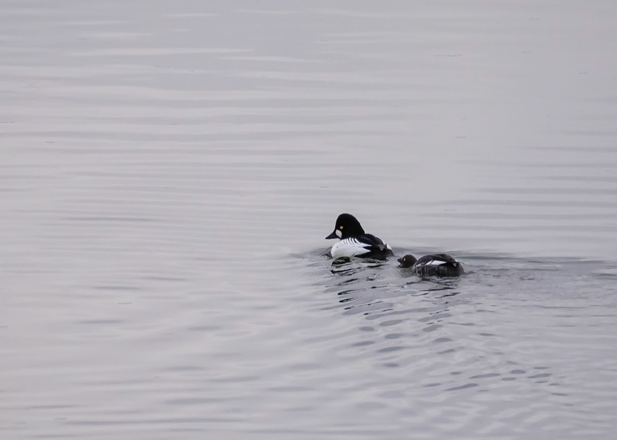 Goldeneye