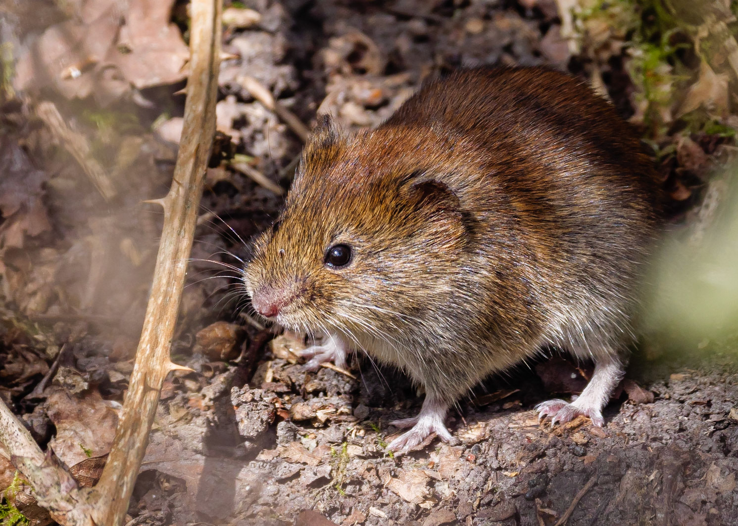Field Vole