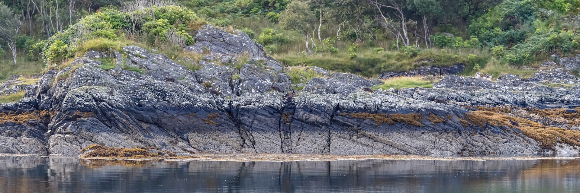 8 Otters
