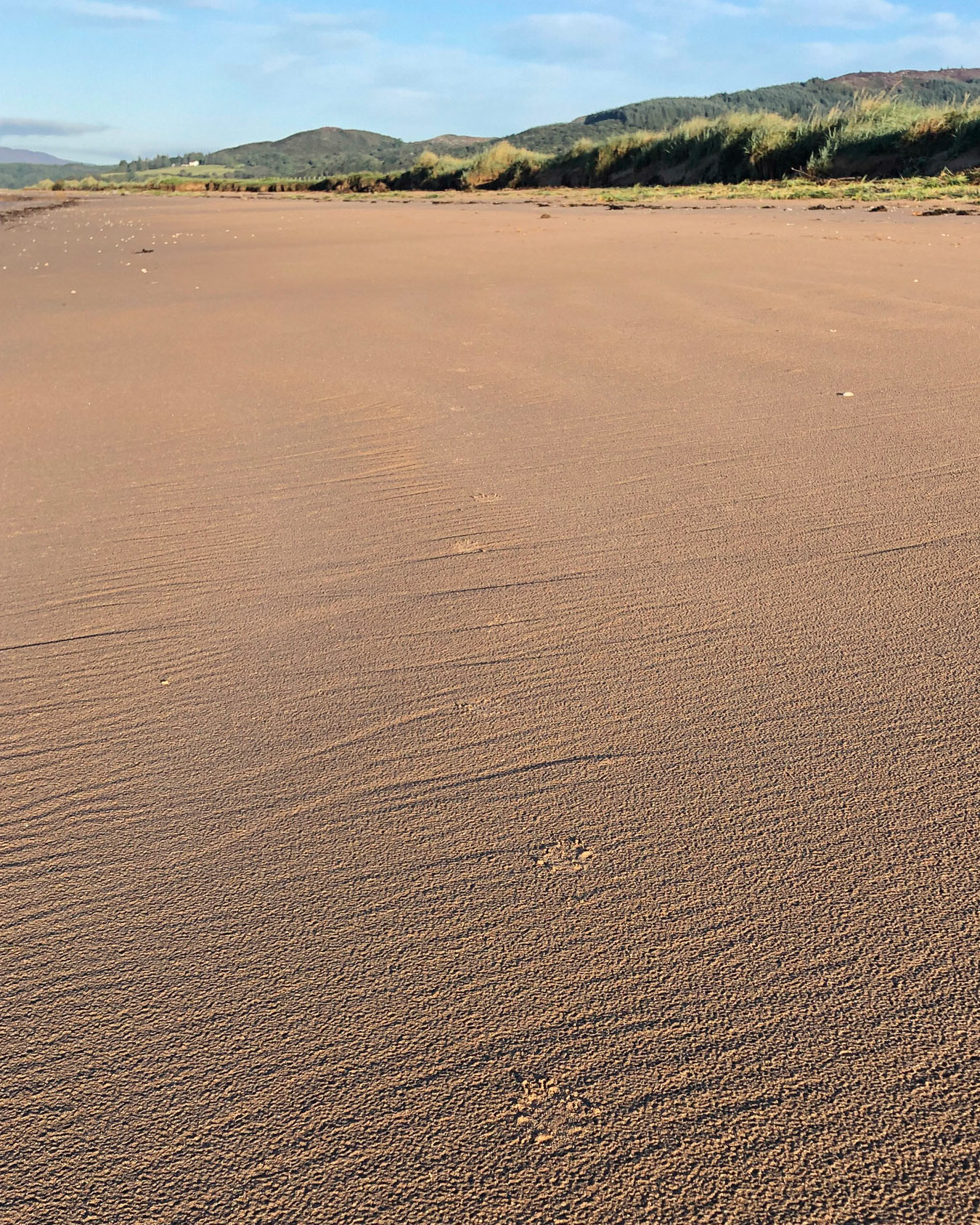 Otter Prints