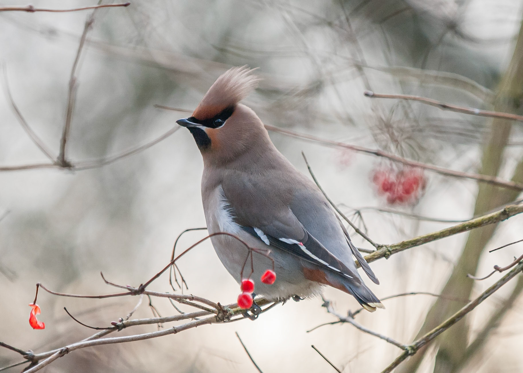 Waxwing