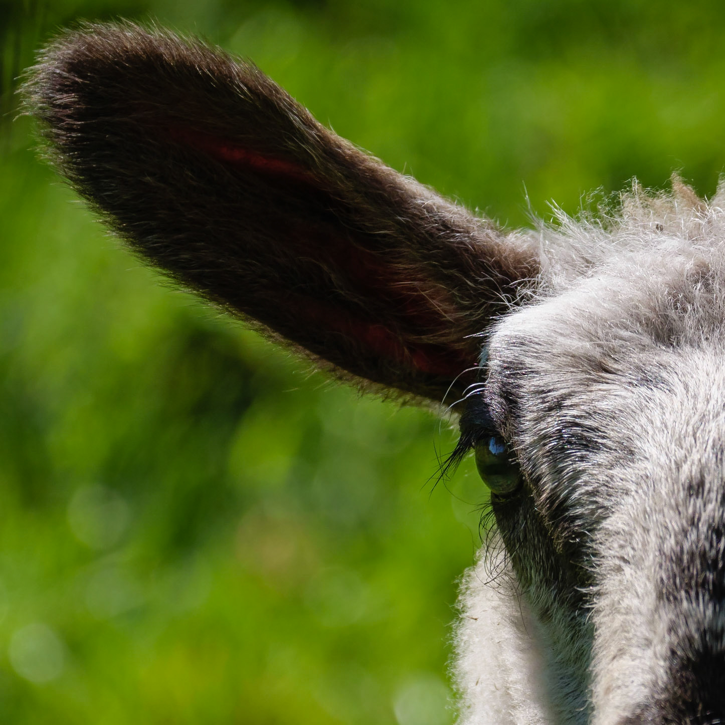 Lamb