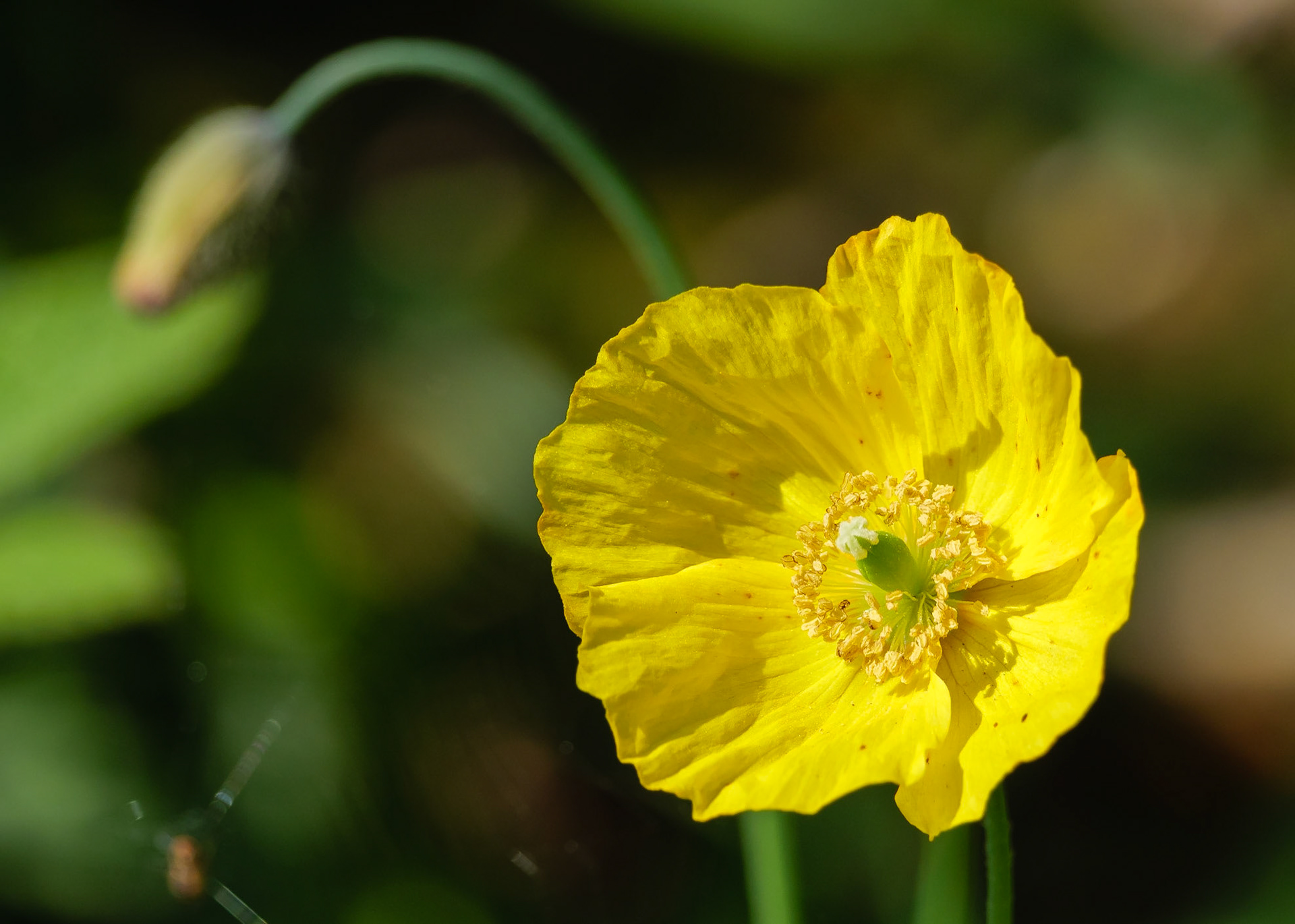 Poppy