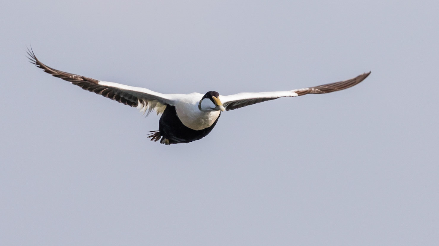 Eider