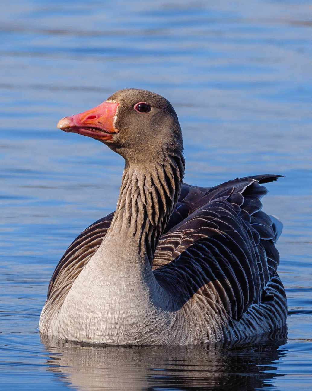 Greylag