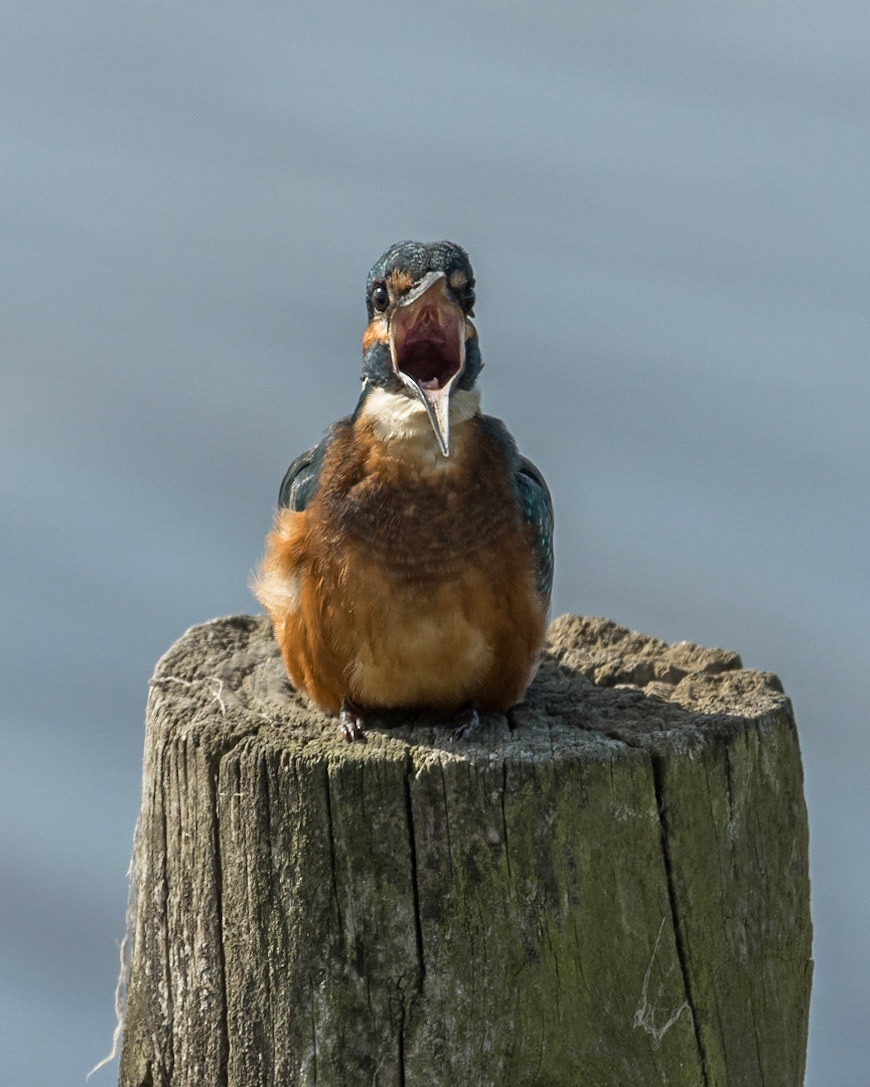 Kingfisher
