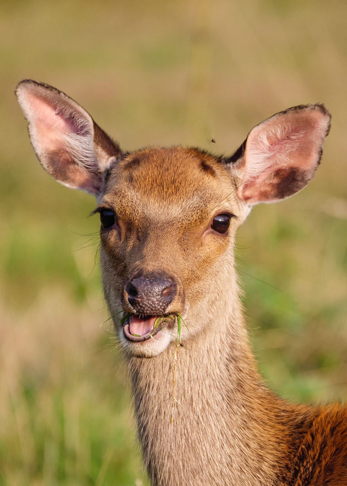 Andy Nayler Photography - Mammals - Herbivores