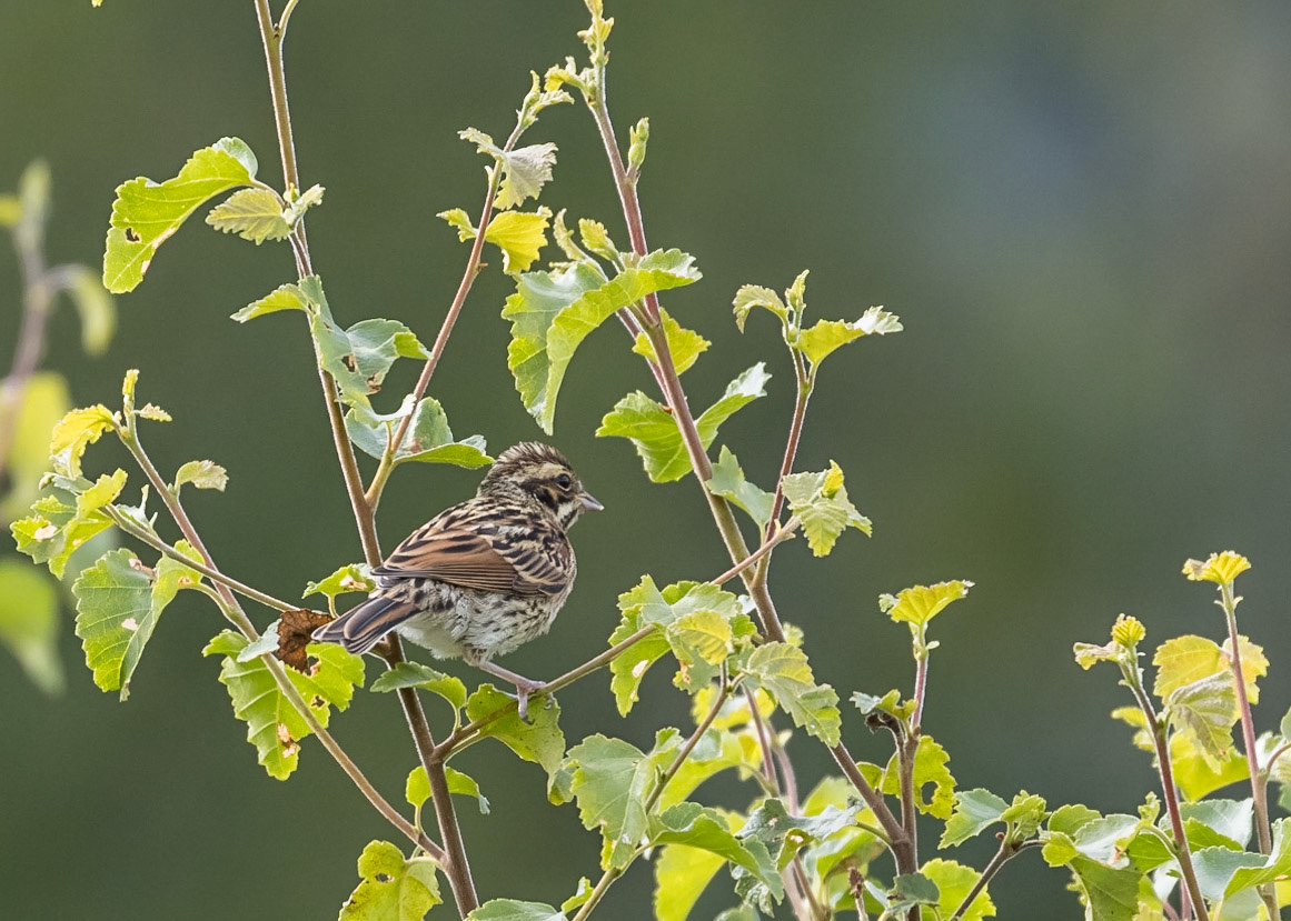 Reed Bunting