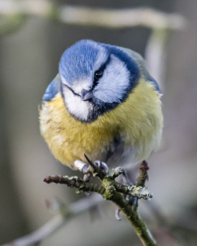 Blue Tit