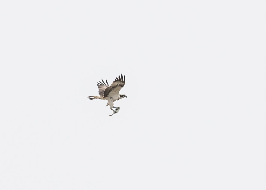 Osprey
