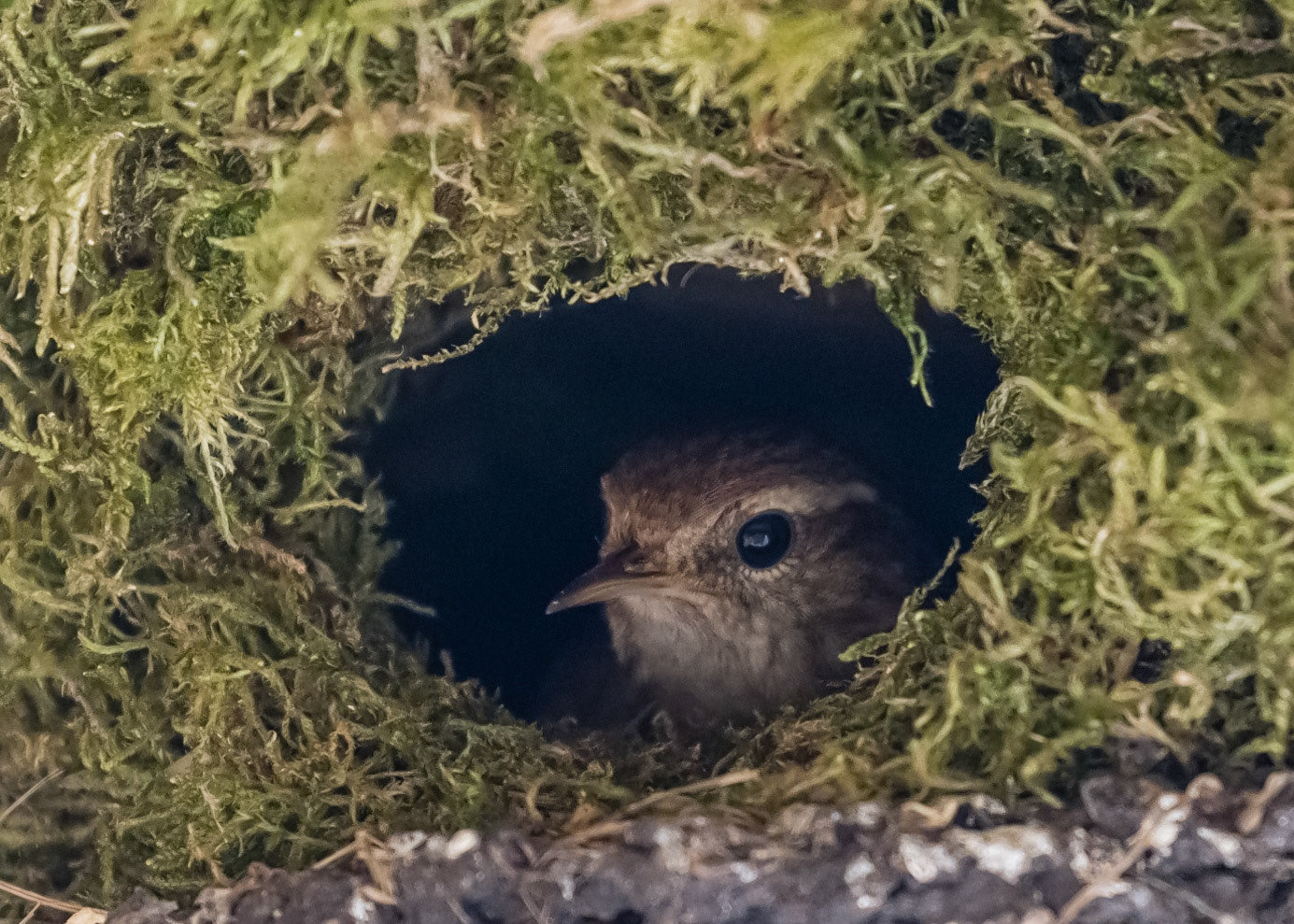 Wren