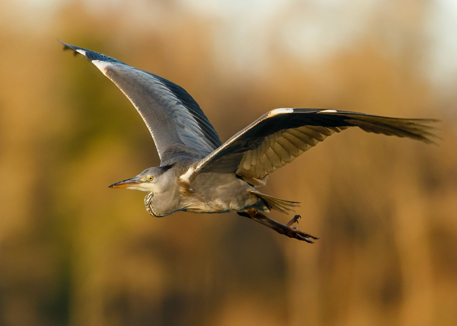 Heron