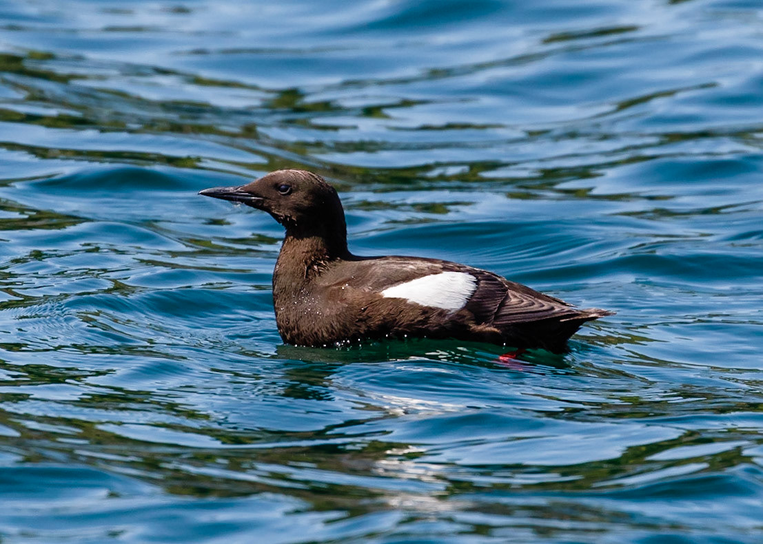 Black Guillemot