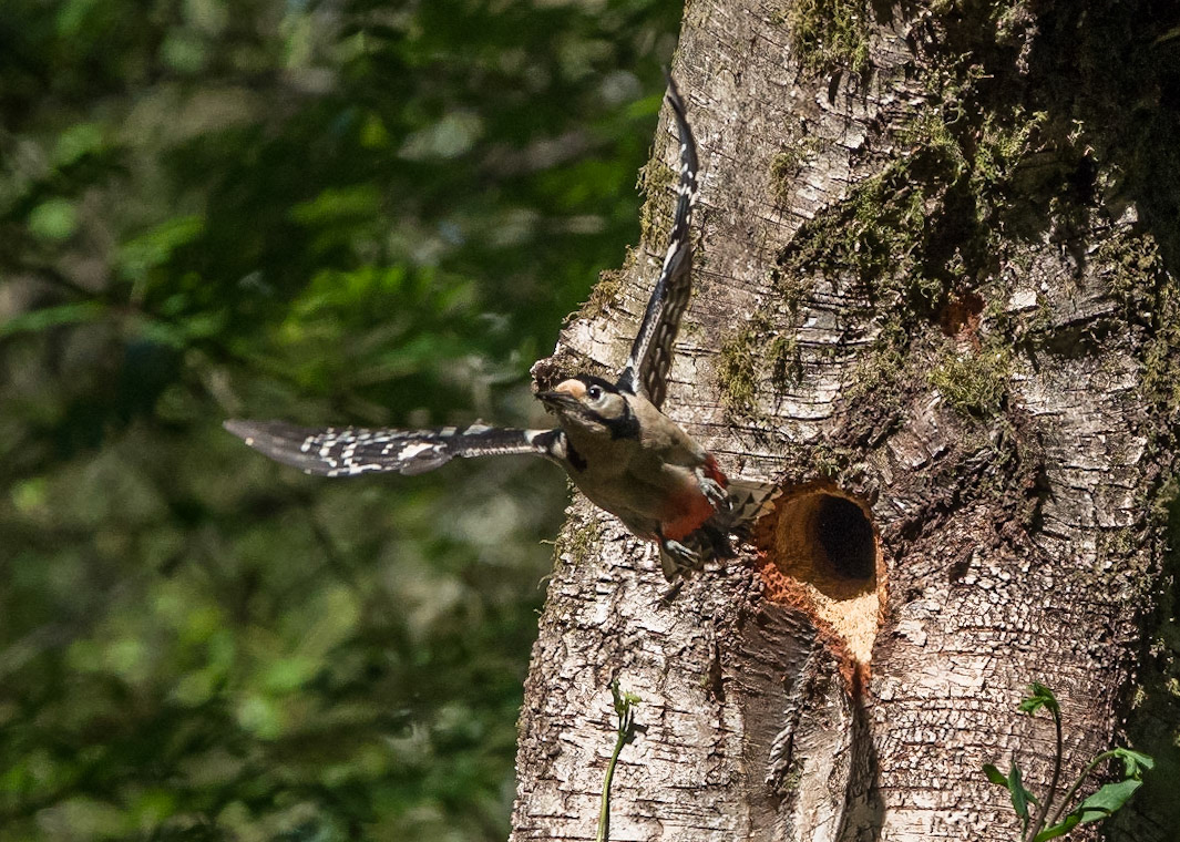 Great Spotted Woodpecker
