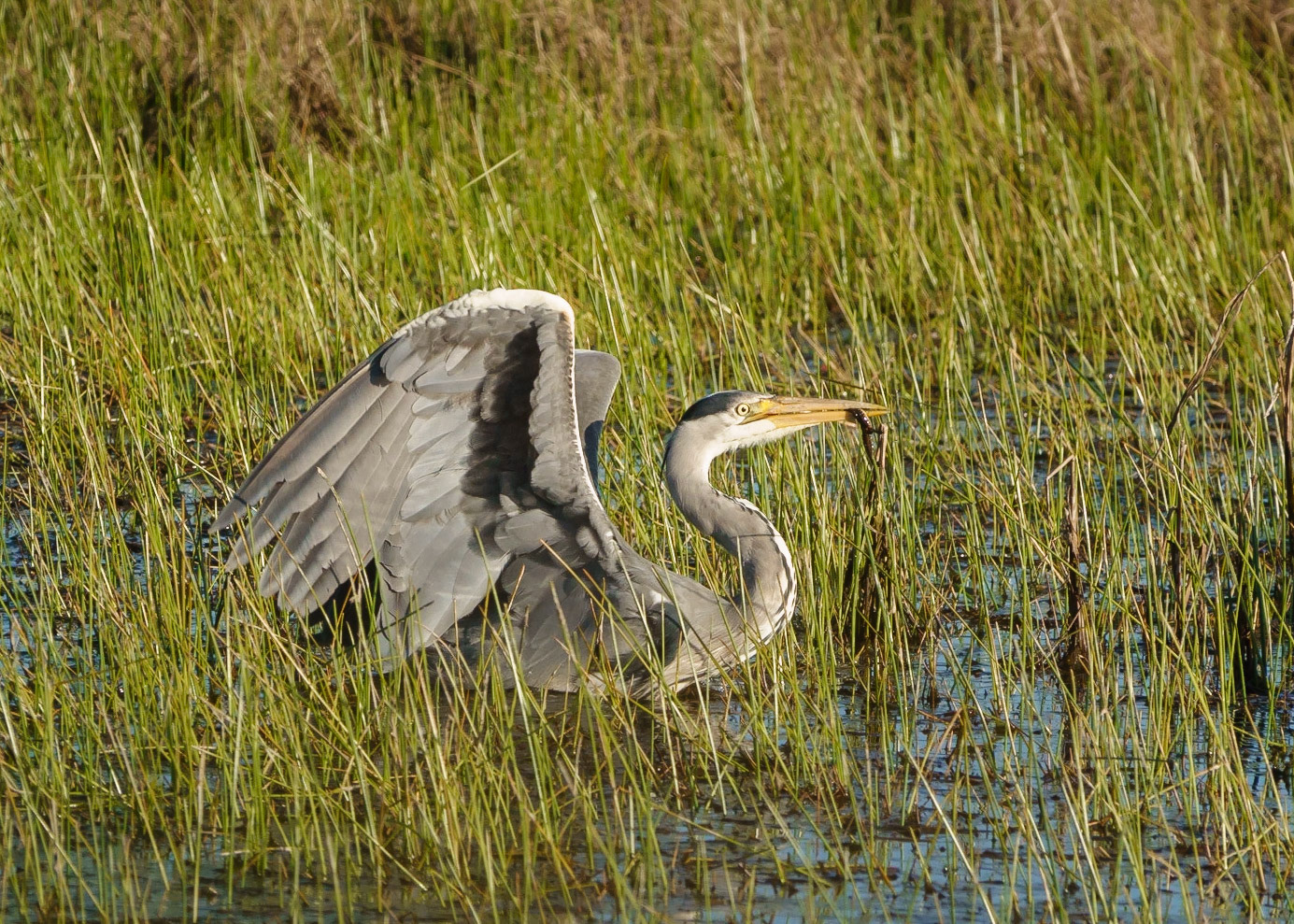 Heron