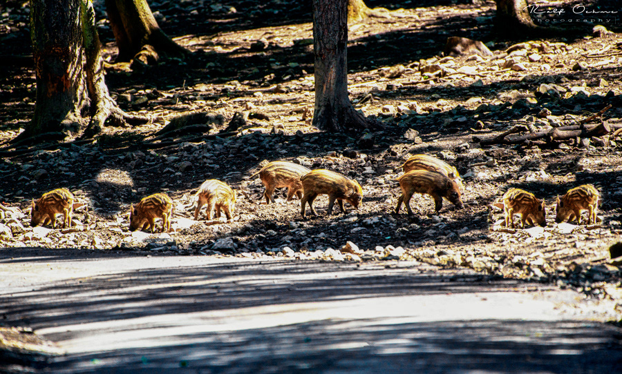 Wildschwein