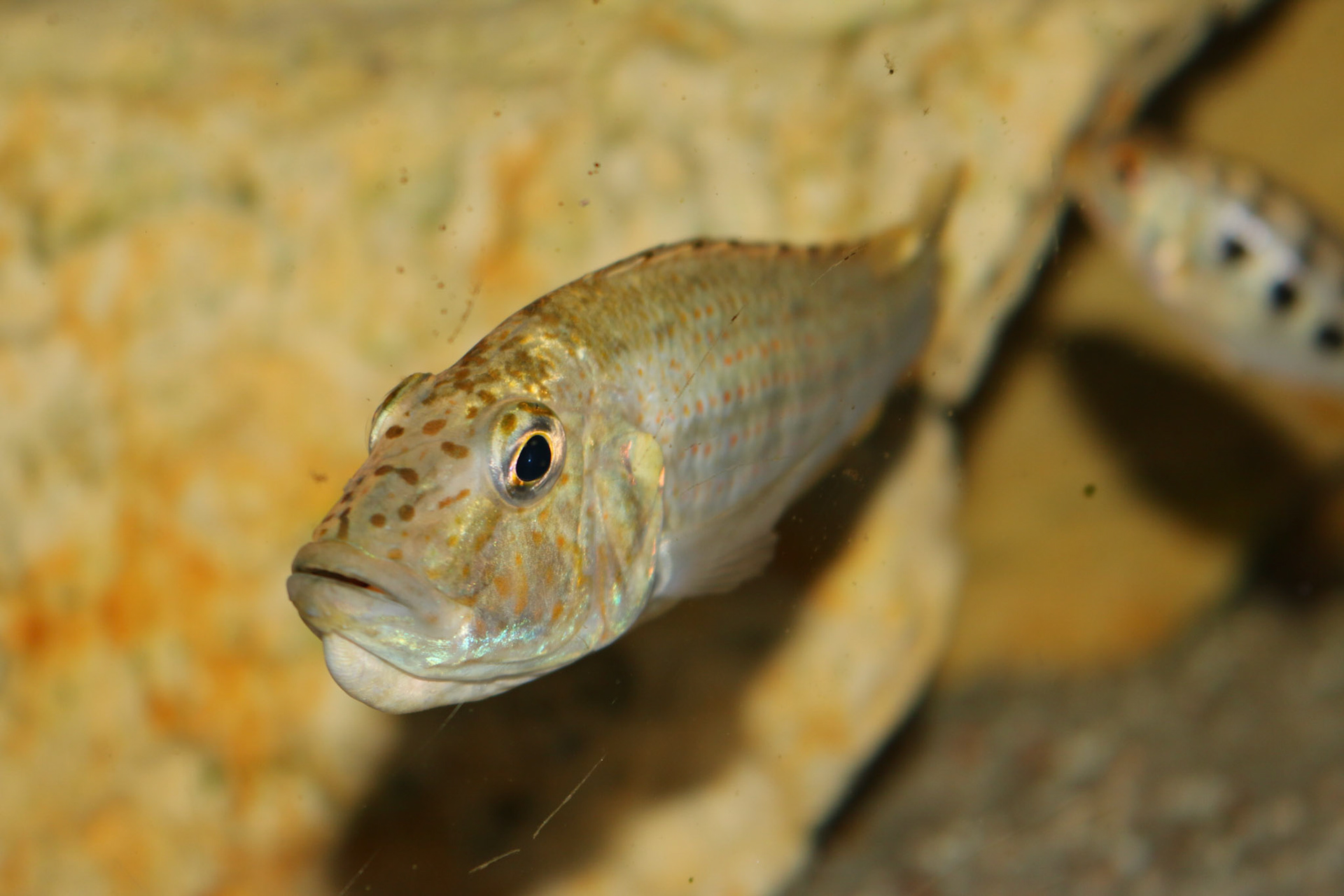 Ctenochromis horei