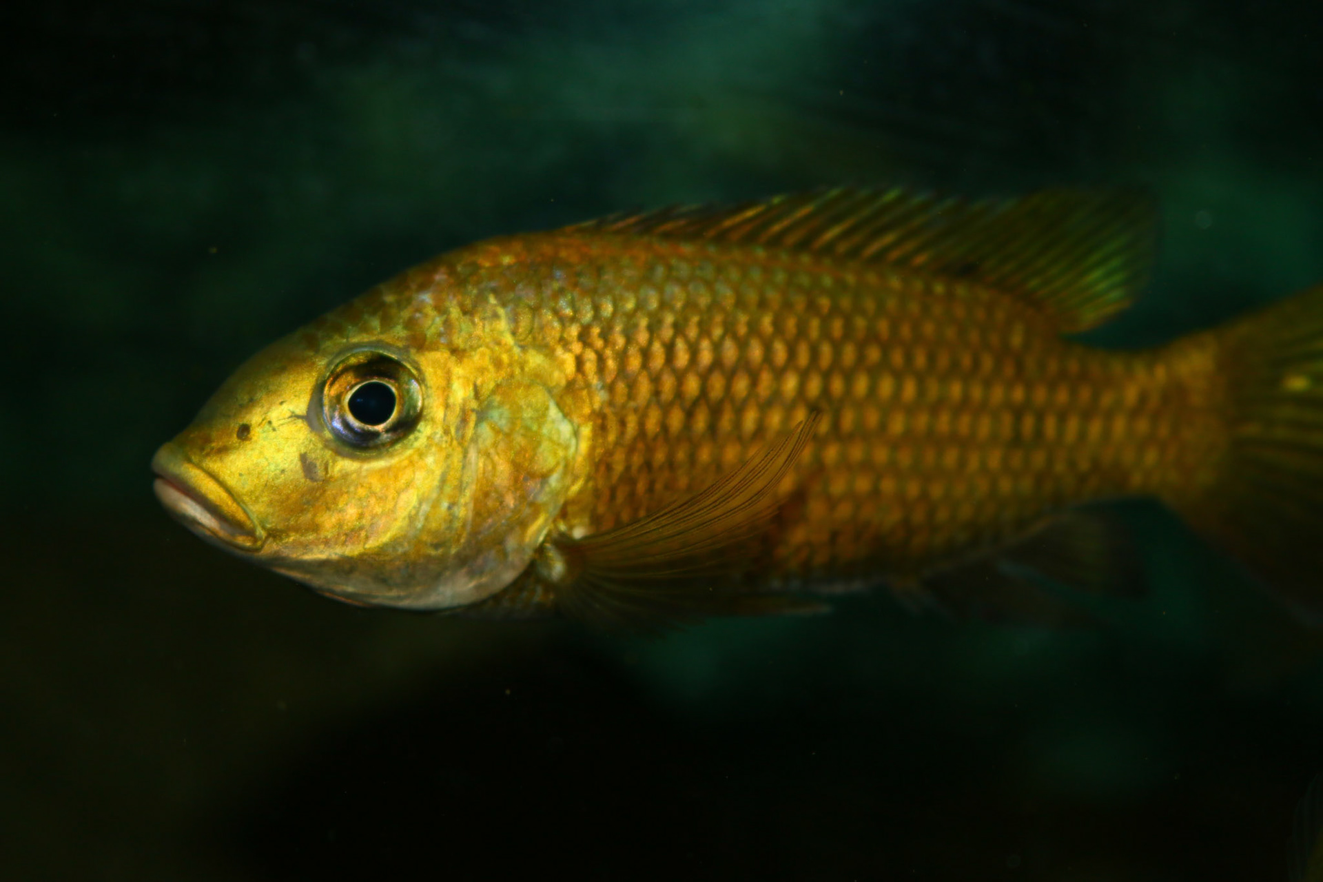 Tonisafricancichlids Sarotherodon knauerae