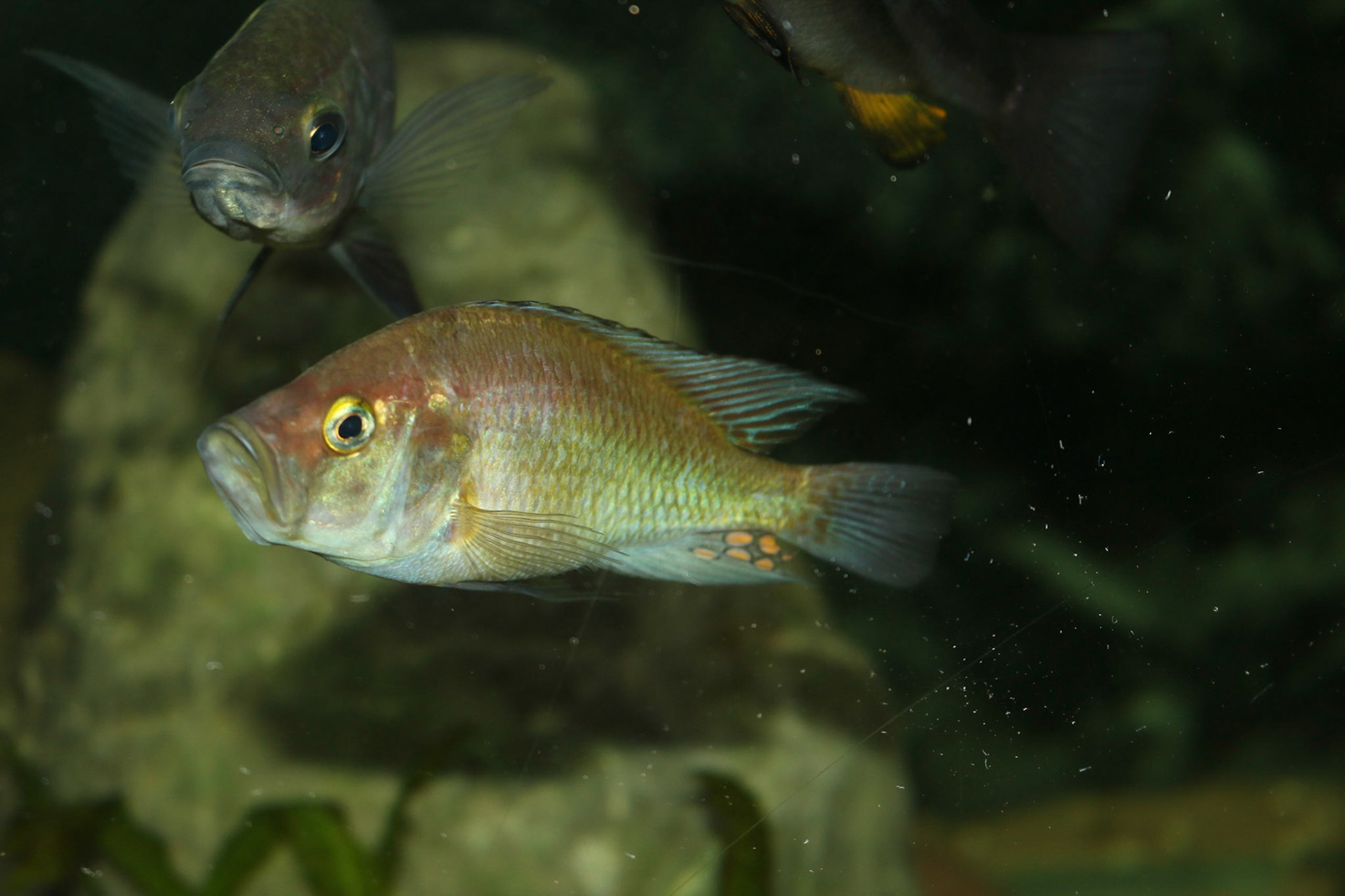Pyxichromis orthostoma