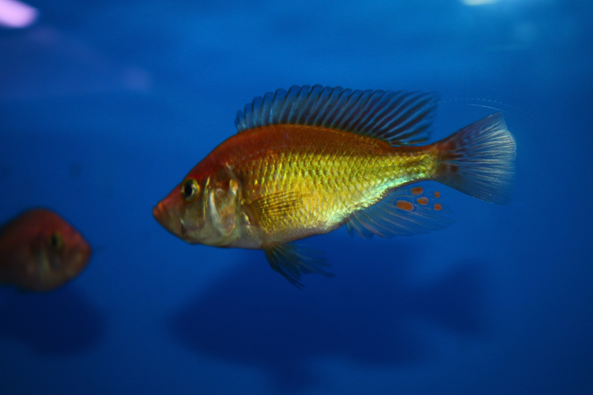 Pyxichromis orthostoma
