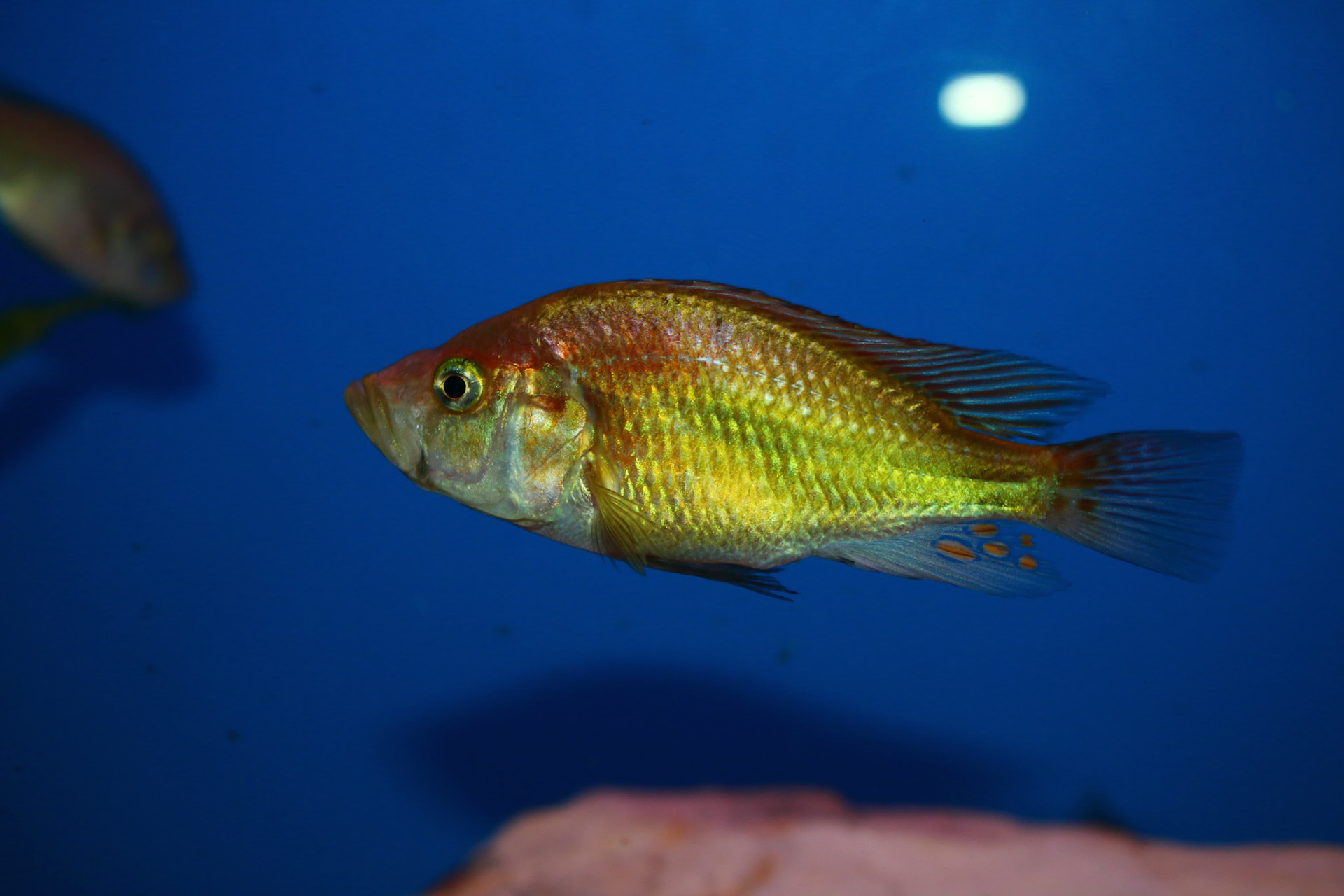 Pyxichromis orthostoma
