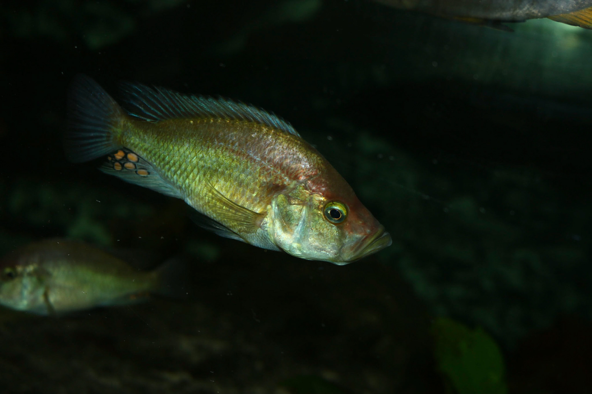 Pyxichromis orthostoma