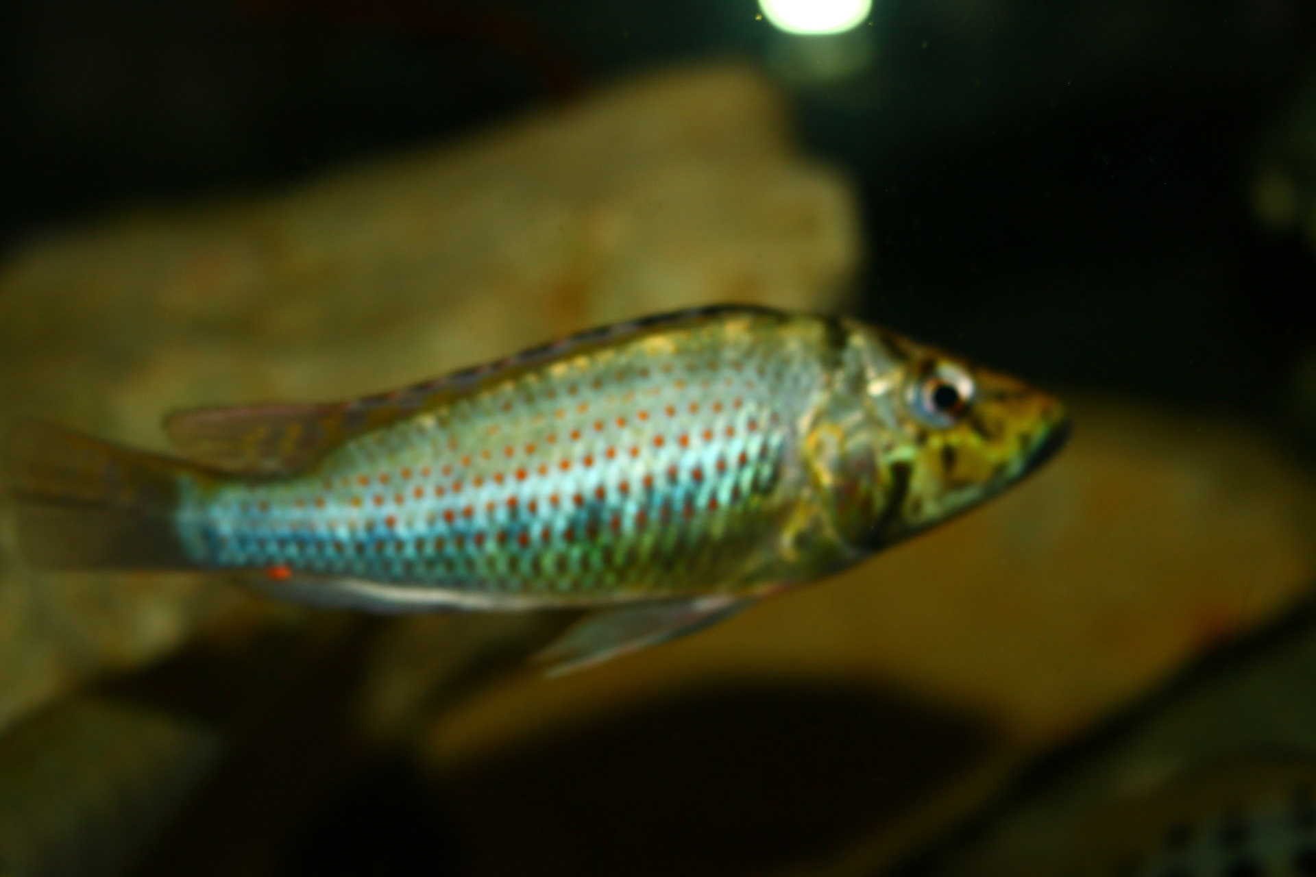 Ctenochromis horei