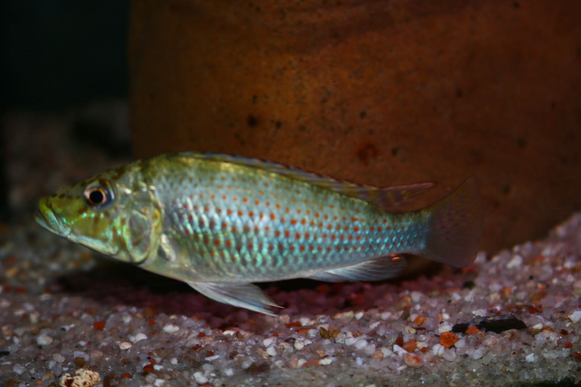 Ctenochromis horei
