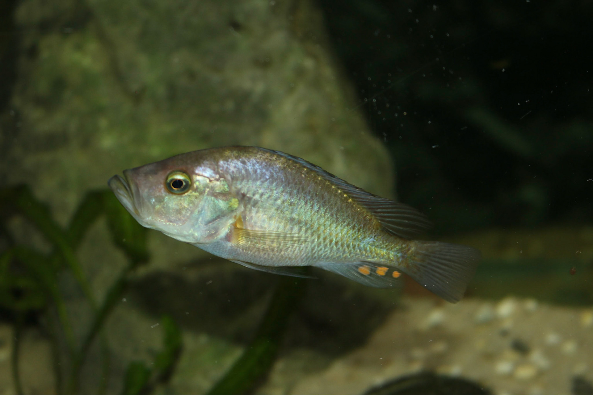 Pyxichromis orthostoma