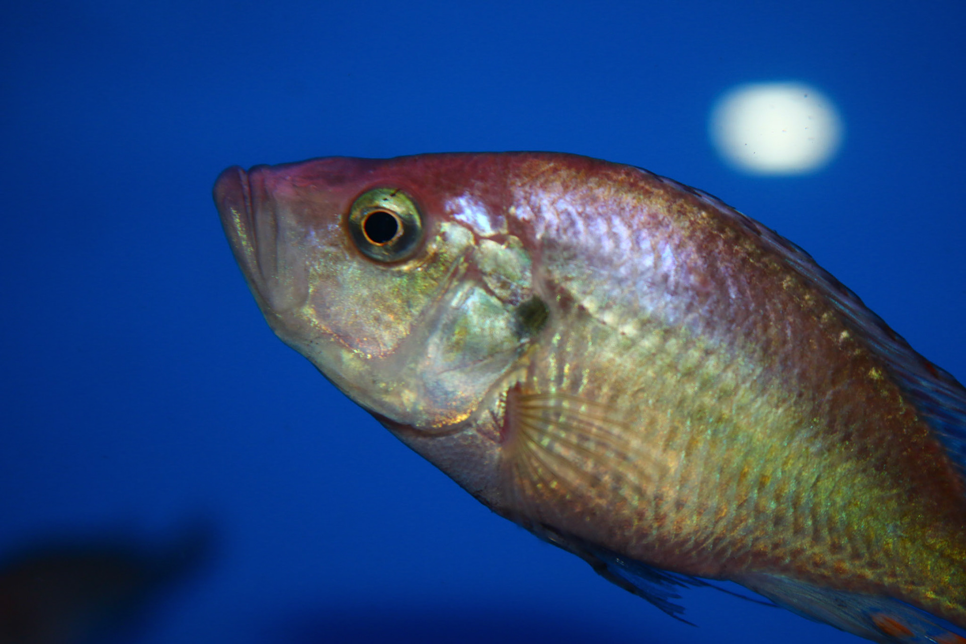 Pyxichromis orthostoma